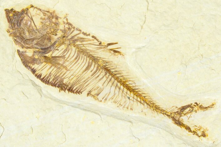 Detailed Fossil Fish (Diplomystus) - Wyoming #367577
